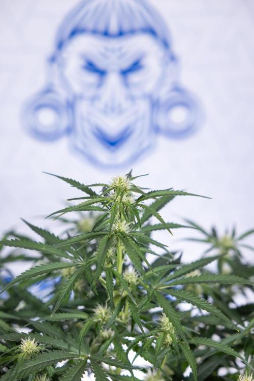 Watermelon Candy  Auto - Zamnesia x B&B. Week 5 - Watermelon Candy Automatic - No Techniques - Bloom