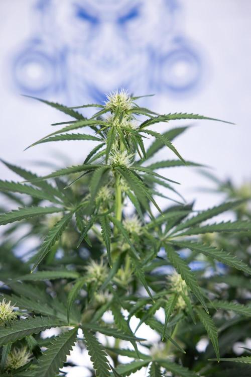 Watermelon Candy  Auto - Zamnesia x B&B. Week 5 - Watermelon Candy Automatic - No Techniques - Bloom