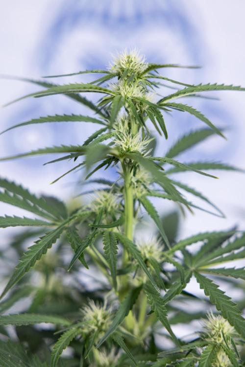 Watermelon Candy  Auto - Zamnesia x B&B. Week 5 - Watermelon Candy Automatic - No Techniques - Bloom