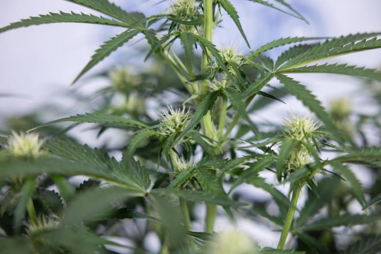 Watermelon Candy  Auto - Zamnesia x B&B. Week 5 - Watermelon Candy Automatic - No Techniques - Bloom