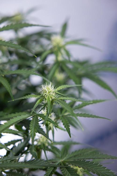 Watermelon Candy  Auto - Zamnesia x B&B. Week 5 - Watermelon Candy Automatic - No Techniques - Bloom