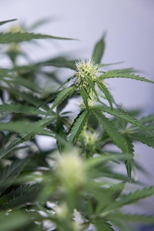 Watermelon Candy  Auto - Zamnesia x B&B. Week 5 - Watermelon Candy Automatic - No Techniques - Bloom