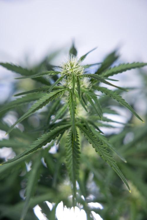 Watermelon Candy  Auto - Zamnesia x B&B. Week 5 - Watermelon Candy Automatic - No Techniques - Bloom