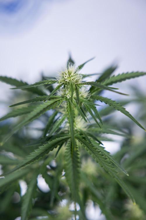 Watermelon Candy  Auto - Zamnesia x B&B. Week 5 - Watermelon Candy Automatic - No Techniques - Bloom