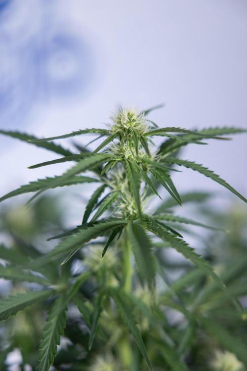 Watermelon Candy  Auto - Zamnesia x B&B. Week 5 - Watermelon Candy Automatic - No Techniques - Bloom