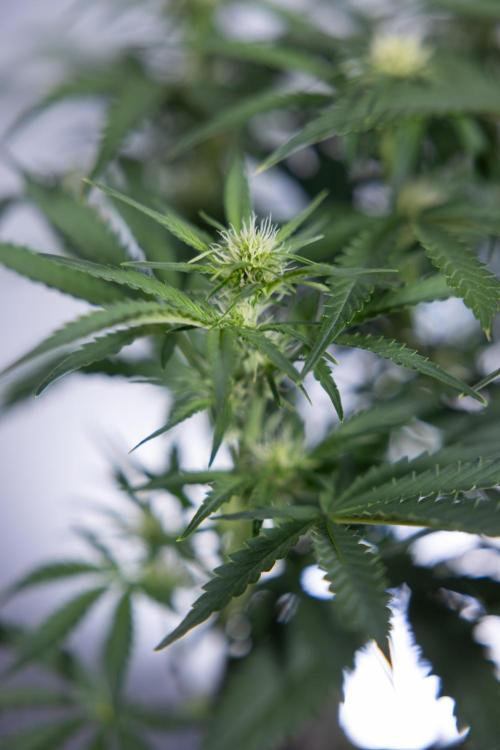 Watermelon Candy  Auto - Zamnesia x B&B. Week 5 - Watermelon Candy Automatic - No Techniques - Bloom