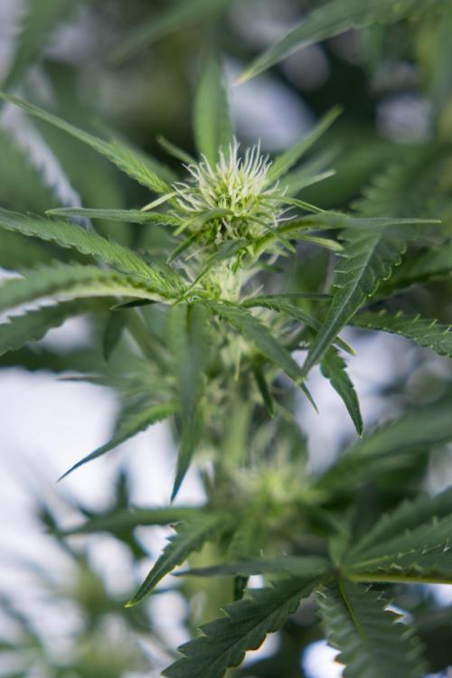 Watermelon Candy  Auto - Zamnesia x B&B. Week 5 - Watermelon Candy Automatic - No Techniques - Bloom