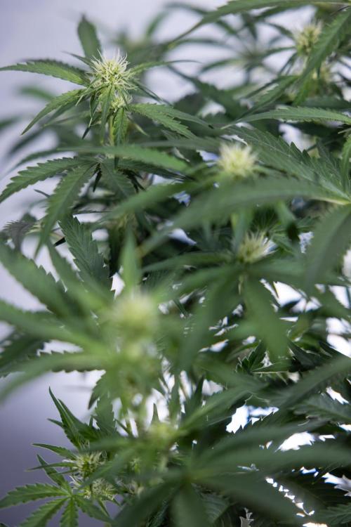 Watermelon Candy  Auto - Zamnesia x B&B. Week 5 - Watermelon Candy Automatic - No Techniques - Bloom