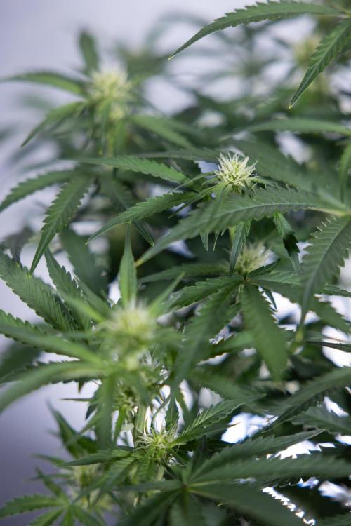 Watermelon Candy  Auto - Zamnesia x B&B. Week 5 - Watermelon Candy Automatic - No Techniques - Bloom