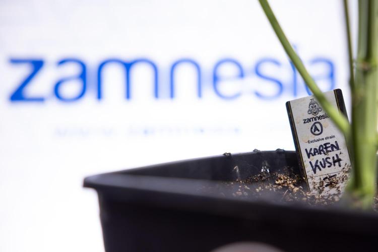 Karen Kush Auto II - Zamnesia x B&B. Week 5 - Karen Kush Automatic #2 - LST