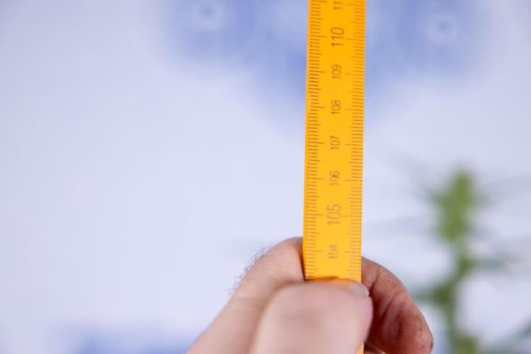 Karen Kush Auto II - Zamnesia x B&B. Week 5 - Karen Kush Automatic #2 - LST