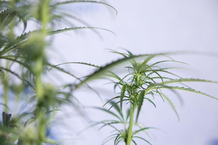 Karen Kush Auto II - Zamnesia x B&B. Week 5 - Karen Kush Automatic #2 - LST