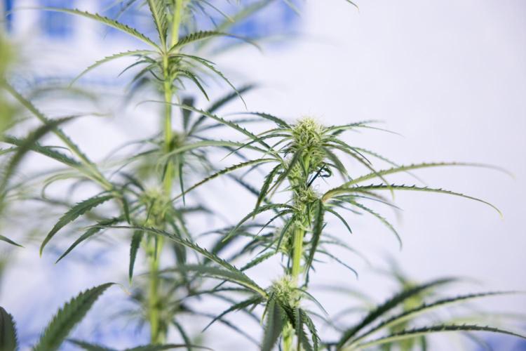 Karen Kush Auto II - Zamnesia x B&B. Week 5 - Karen Kush Automatic #2 - LST