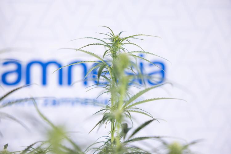 Karen Kush Auto II - Zamnesia x B&B. Week 5 - Karen Kush Automatic #2 - LST