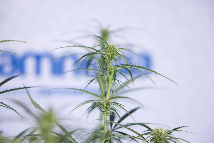 Karen Kush Auto II - Zamnesia x B&B. Week 5 - Karen Kush Automatic #2 - LST