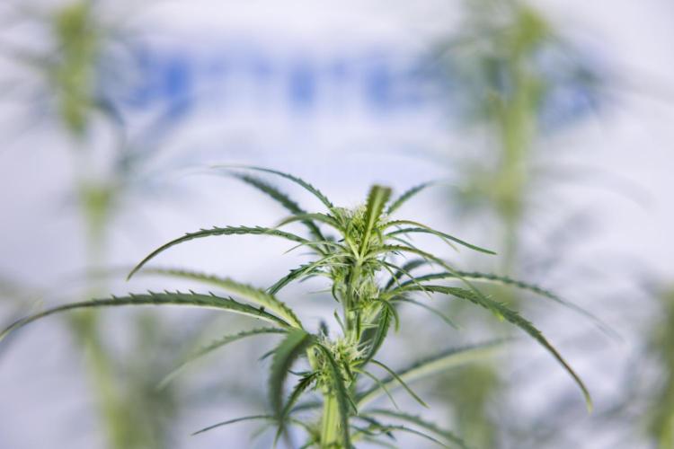 Karen Kush Auto II - Zamnesia x B&B. Week 5 - Karen Kush Automatic #2 - LST