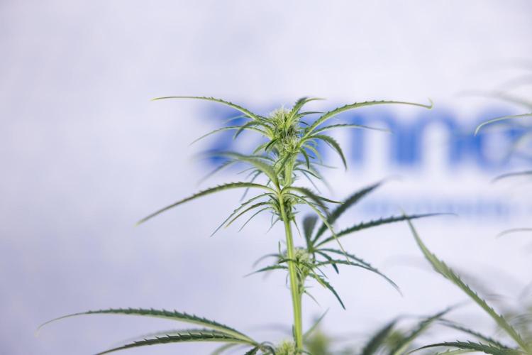 Karen Kush Auto II - Zamnesia x B&B. Week 5 - Karen Kush Automatic #2 - LST