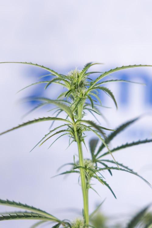 Karen Kush Auto II - Zamnesia x B&B. Week 5 - Karen Kush Automatic #2 - LST