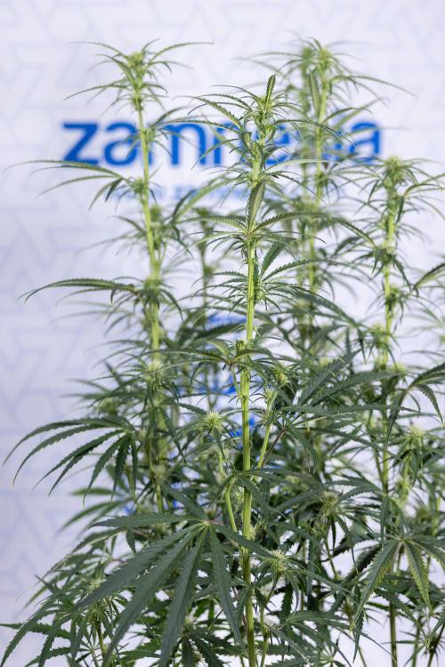 Karen Kush Auto II - Zamnesia x B&B. Week 5 - Karen Kush Automatic #2 - LST