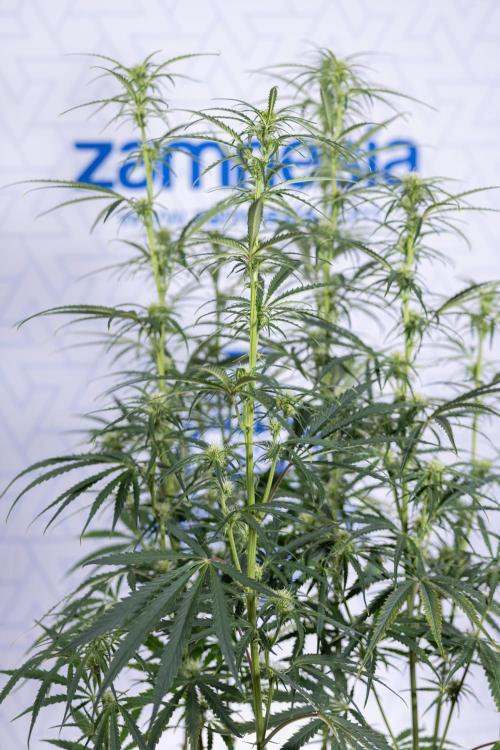 Karen Kush Auto II - Zamnesia x B&B. Week 5 - Karen Kush Automatic #2 - LST