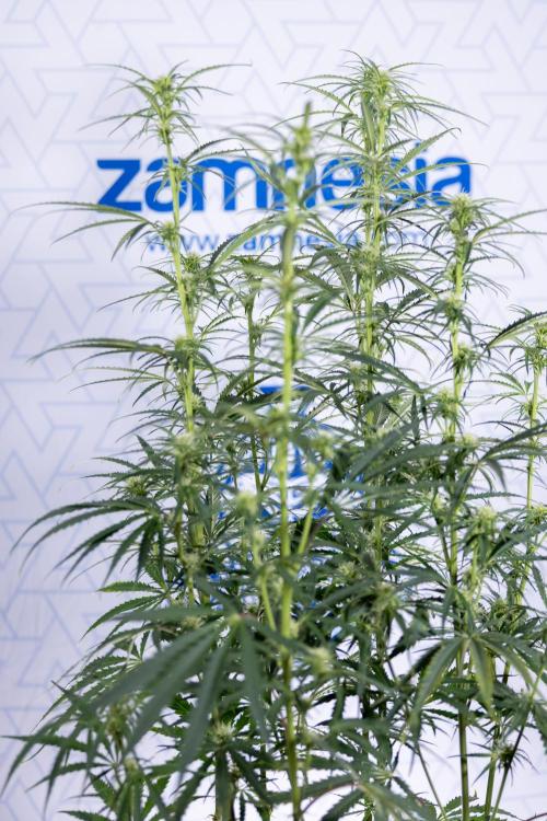 Karen Kush Auto II - Zamnesia x B&B. Week 5 - Karen Kush Automatic #2 - LST