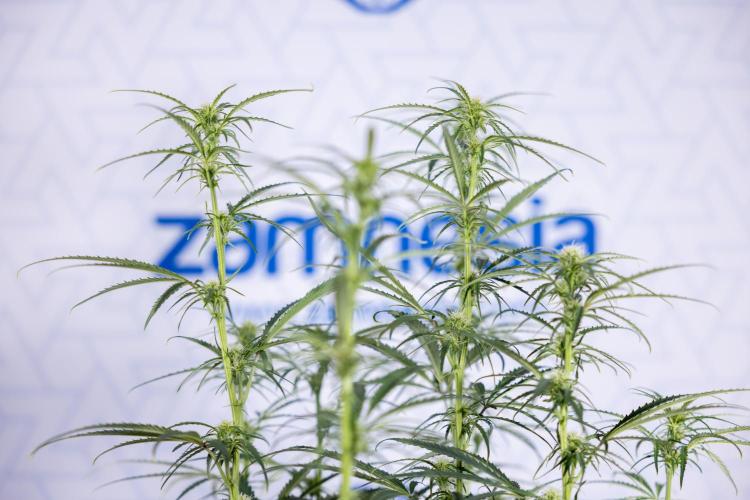 Karen Kush Auto II - Zamnesia x B&B. Week 5 - Karen Kush Automatic #2 - LST