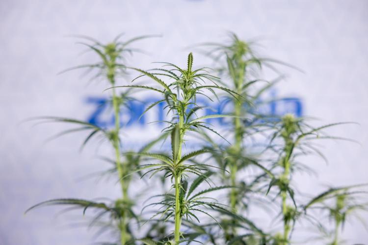 Karen Kush Auto II - Zamnesia x B&B. Week 5 - Karen Kush Automatic #2 - LST