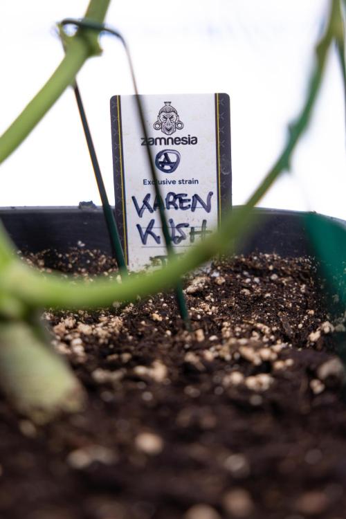Karen Kush Auto II - Zamnesia x B&B. Week 5 - Karen Kush Automatic #2 - LST