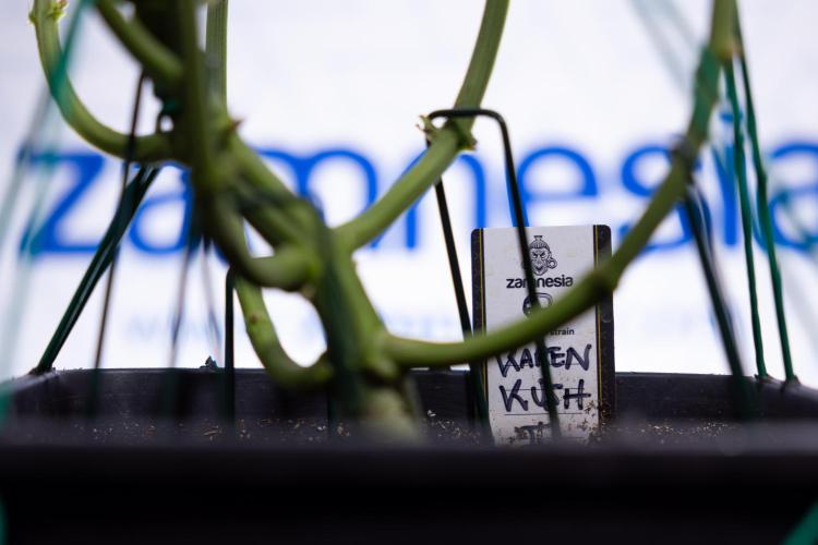 Karen Kush Auto II - Zamnesia x B&B. Week 5 - Karen Kush Automatic #2 - LST