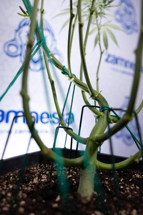 Karen Kush Auto II - Zamnesia x B&B. Week 5 - Karen Kush Automatic #2 - LST