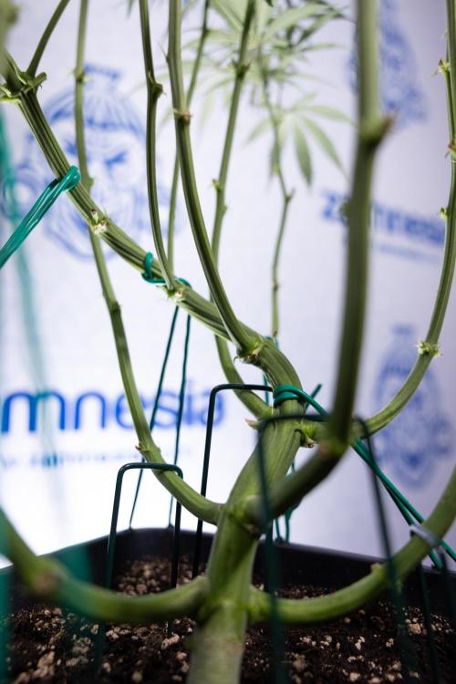 Karen Kush Auto II - Zamnesia x B&B. Week 5 - Karen Kush Automatic #2 - LST