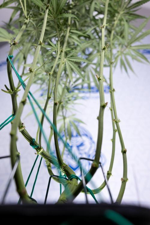 Karen Kush Auto II - Zamnesia x B&B. Week 5 - Karen Kush Automatic #2 - LST