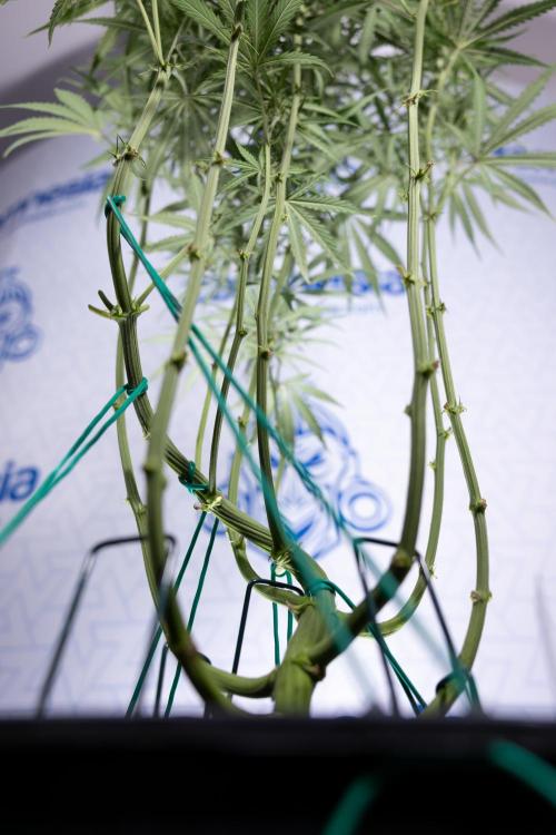 Karen Kush Auto II - Zamnesia x B&B. Week 5 - Karen Kush Automatic #2 - LST