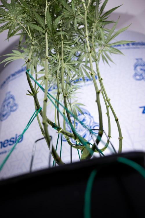 Karen Kush Auto II - Zamnesia x B&B. Week 5 - Karen Kush Automatic #2 - LST