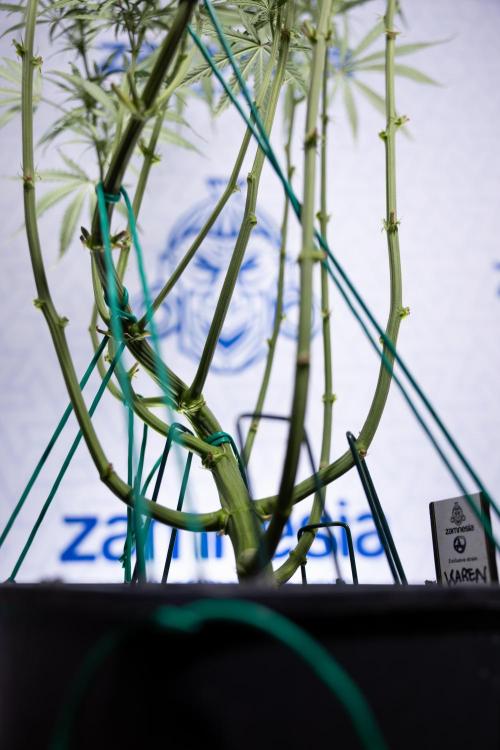 Karen Kush Auto II - Zamnesia x B&B. Week 5 - Karen Kush Automatic #2 - LST