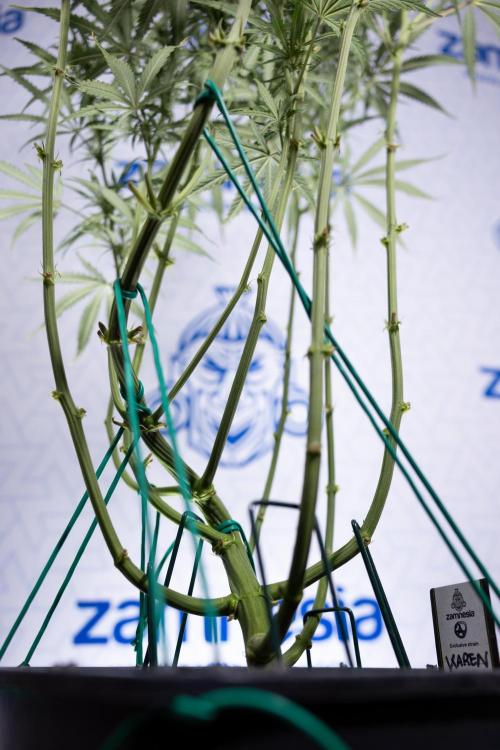 Karen Kush Auto II - Zamnesia x B&B. Week 5 - Karen Kush Automatic #2 - LST