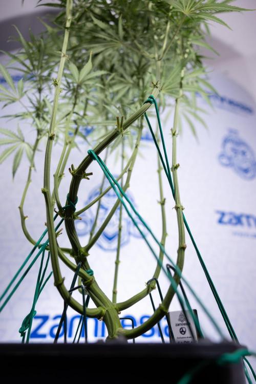 Karen Kush Auto II - Zamnesia x B&B. Week 5 - Karen Kush Automatic #2 - LST