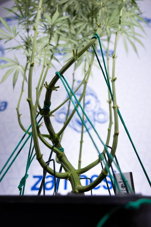 Karen Kush Auto II - Zamnesia x B&B. Week 5 - Karen Kush Automatic #2 - LST