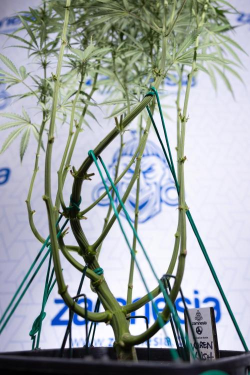 Karen Kush Auto II - Zamnesia x B&B. Week 5 - Karen Kush Automatic #2 - LST