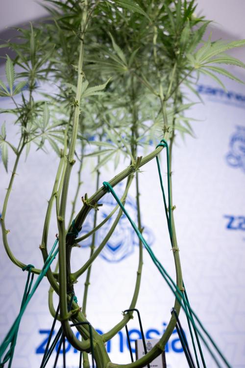 Karen Kush Auto II - Zamnesia x B&B. Week 5 - Karen Kush Automatic #2 - LST