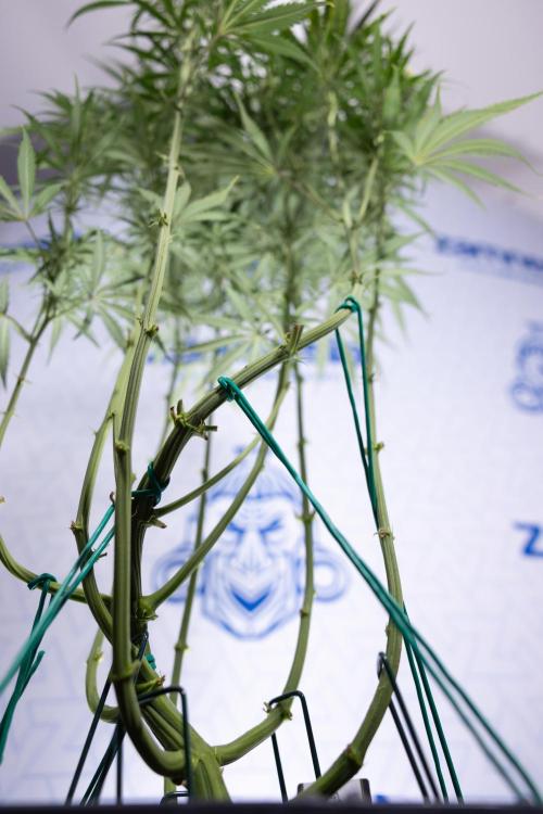 Karen Kush Auto II - Zamnesia x B&B. Week 5 - Karen Kush Automatic #2 - LST