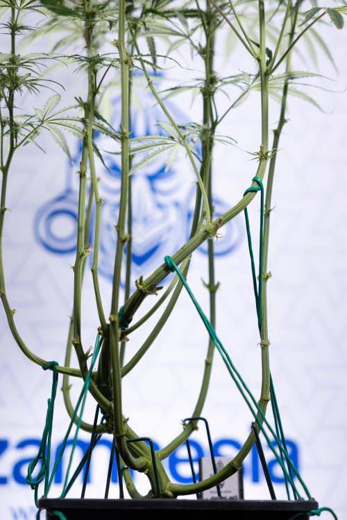 Karen Kush Auto II - Zamnesia x B&B. Week 5 - Karen Kush Automatic #2 - LST