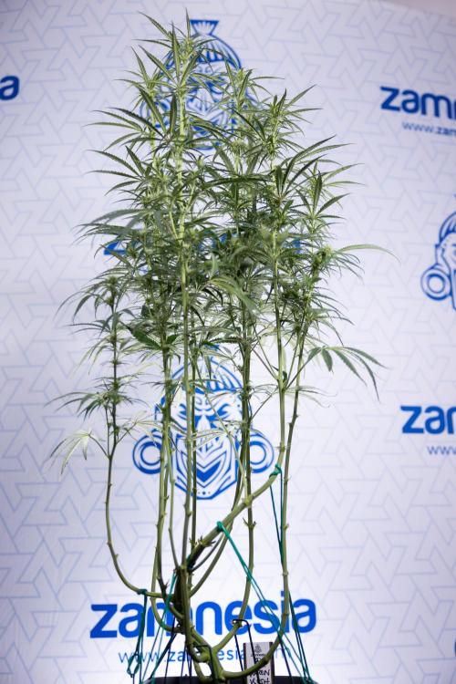 Karen Kush Auto II - Zamnesia x B&B. Week 5 - Karen Kush Automatic #2 - LST