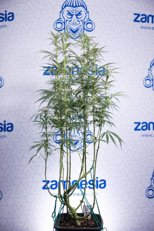 Karen Kush Auto II - Zamnesia x B&B. Week 5 - Karen Kush Automatic #2 - LST