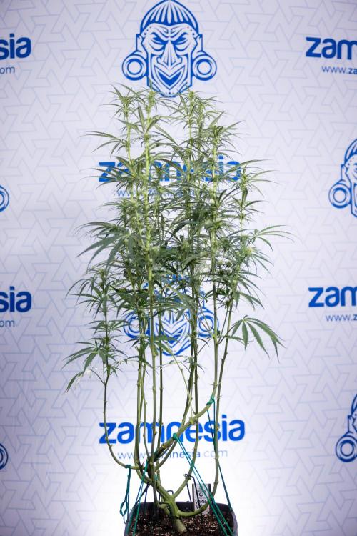 Karen Kush Auto II - Zamnesia x B&B. Week 5 - Karen Kush Automatic #2 - LST