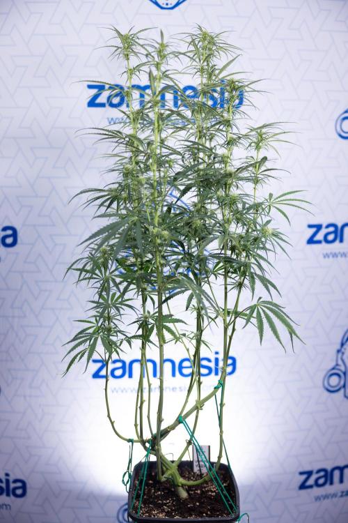 Karen Kush Auto II - Zamnesia x B&B. Week 5 - Karen Kush Automatic #2 - LST