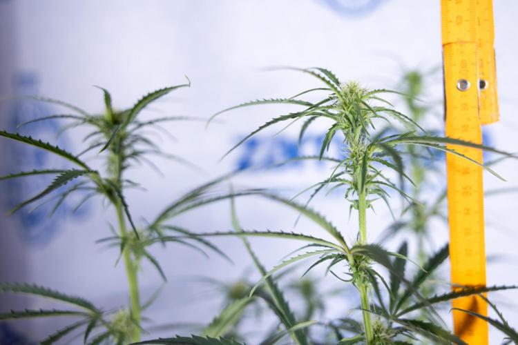 Karen Kush Auto II - Zamnesia x B&B. Week 5 - Karen Kush Automatic #2 - LST