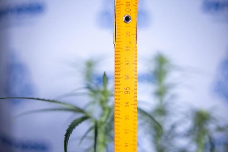 Karen Kush Auto II - Zamnesia x B&B. Week 5 - Karen Kush Automatic #2 - LST