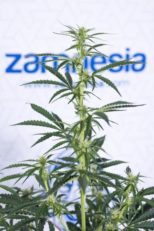 Karen Kush Auto I - Zamnesia x B&B. Week 4 - Karen Kush Automatic #1 - NO Techniques