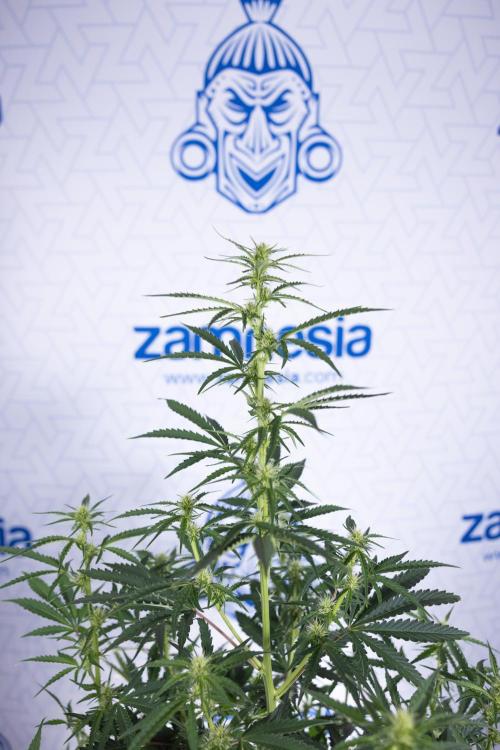 Karen Kush Auto I - Zamnesia x B&B. Week 4 - Karen Kush Automatic #1 - NO Techniques